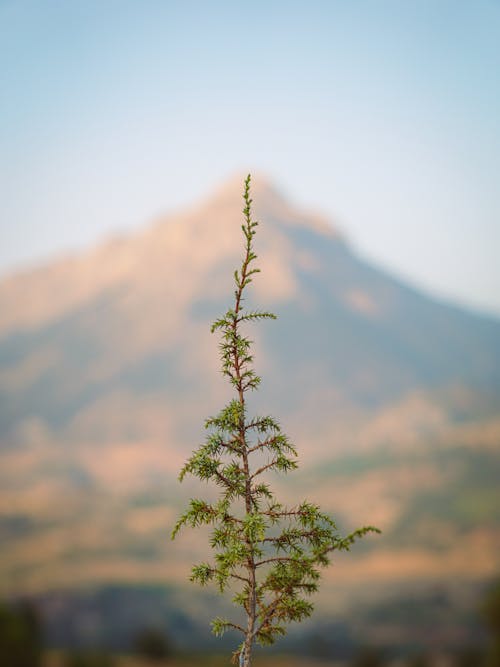 Foto stok gratis Daun-daun, kesegaran, kilang