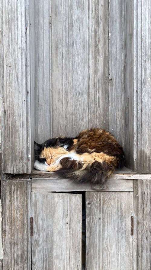 Stray Cat sleeping on a Wooden Surface 