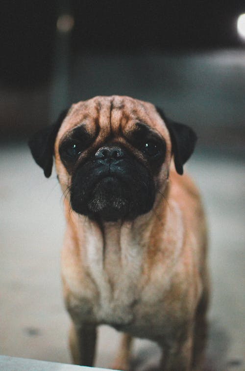 Close-Up Photo of Pug