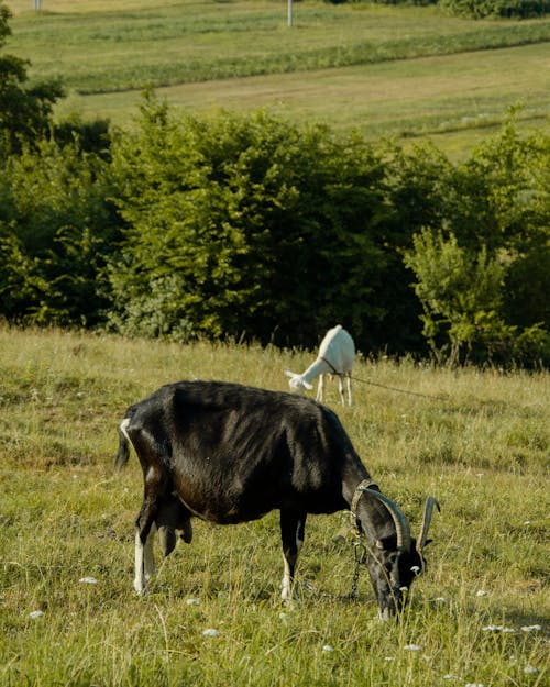 Black and White Poitou Goat Eating Grass