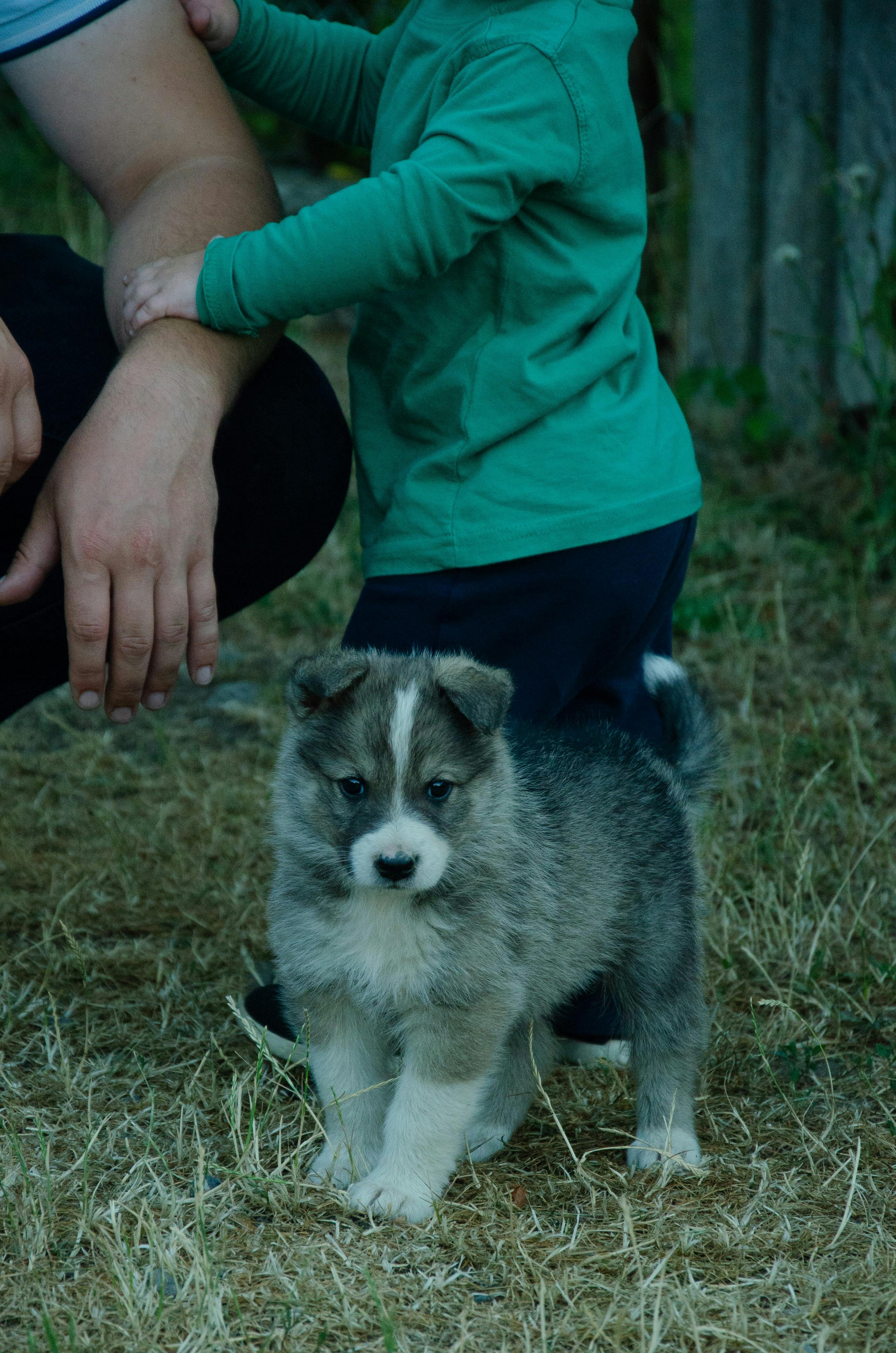 Why Do Dogs Have Wet Noses? Discover The Fascinating Truth! 10 Why Do Puppies Have Wetter Noses? Understanding the Science of Canine Growth