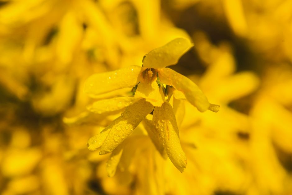 Close-up of vibrant yellow forsythia flowers with fresh morning dew.
