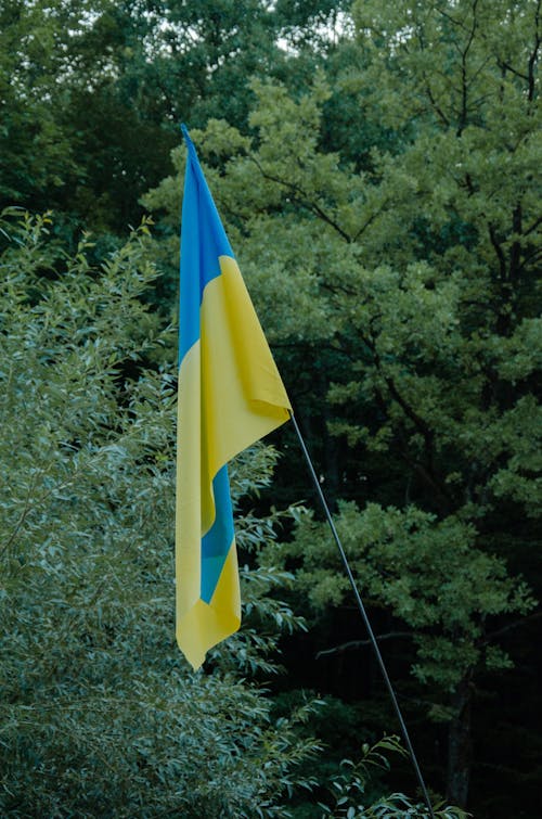 คลังภาพถ่ายฟรี ของ ต้นไม้, ธงยูเครน, ยิงแนวตั้ง