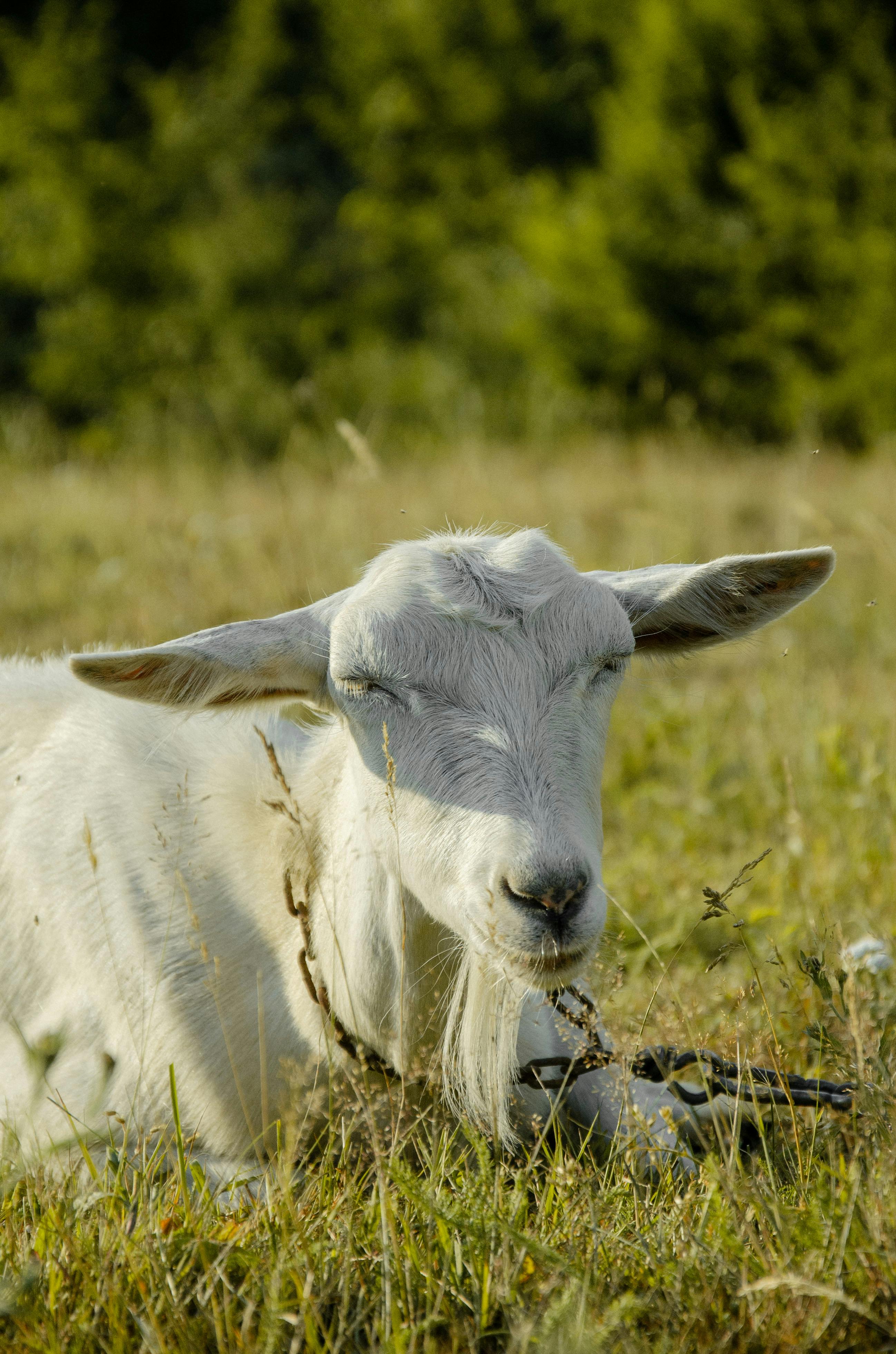 Close-Up Shot of a Dutch White Goat Lying on the Grass · Free Stock Photo