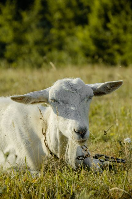 A serene white goat lies peacefully in a sunny meadow, surrounded by grass.