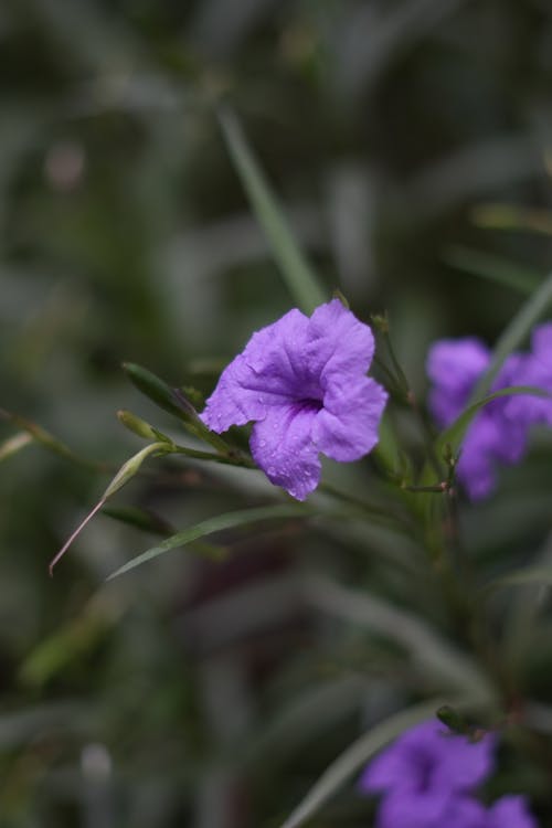 Kostnadsfri bild av blomfotografi, blomma, blomning