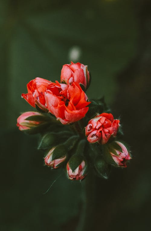 꽃 사진, 붉은 꽃, 수직 쐈어의 무료 스톡 사진