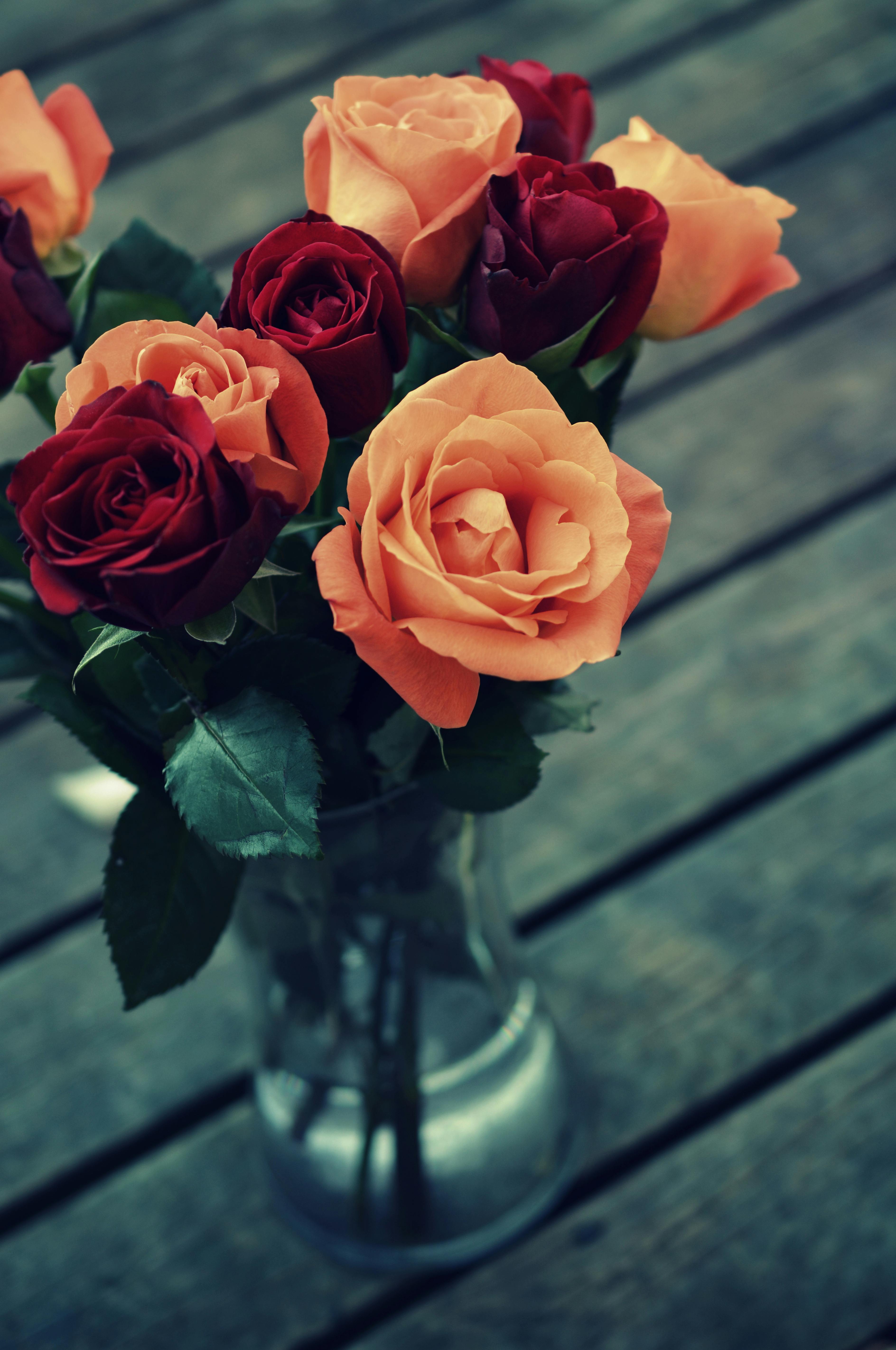 1200 Rose HD Wallpapers and Backgrounds