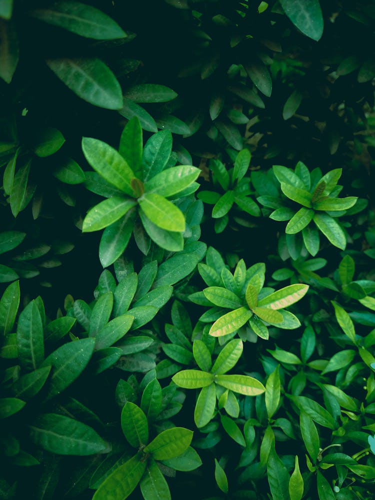 Close-Up Shot Of Green Leaf Plants