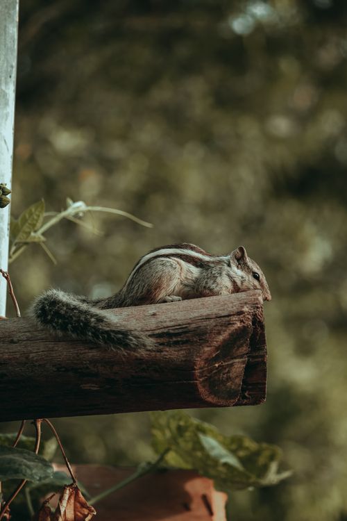 Free Close-up of an Indian palm squirrel perched on a log amidst lush greenery. Ideal for wildlife enthusiasts. Stock Photo