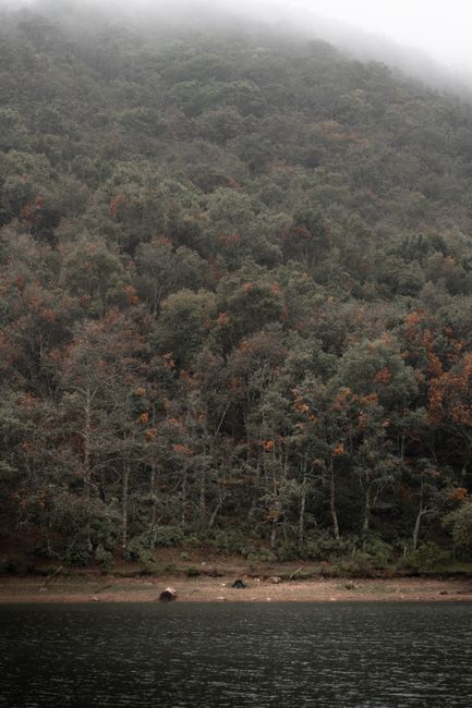 Fotomural Niebla serena sobre una ladera boscosa junto al agua en Guanajuato, México, durante el otoño.