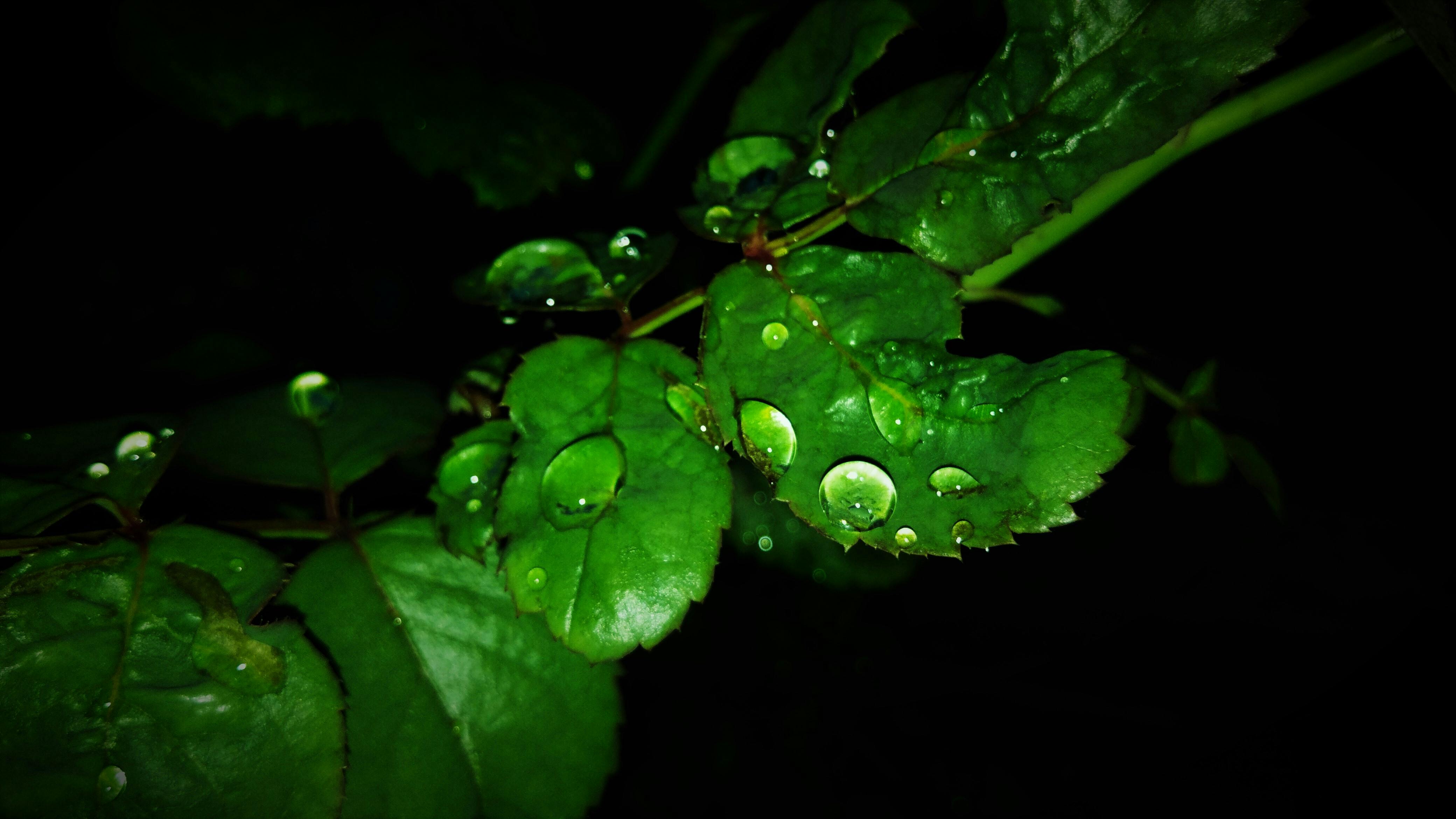 Photo Gratuite De Apres La Pluie Feuilles Vertes Gouttes D Eau