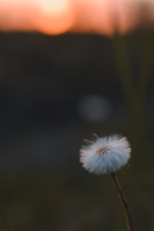 White Dandelion in Close Up Photography