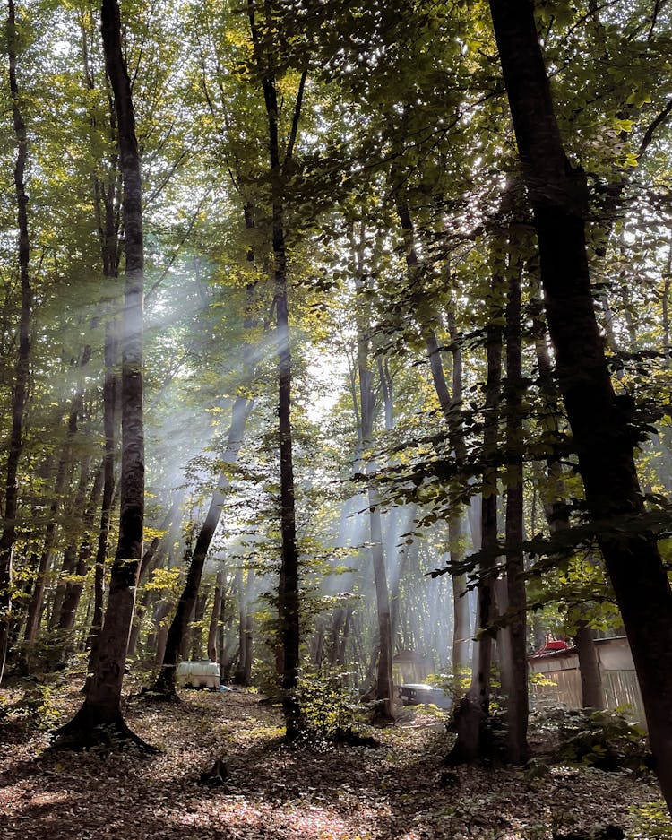 Green Trees On Forest