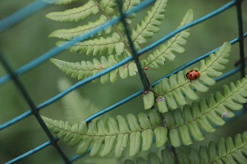 Free stock photo of green, ladybug, plant