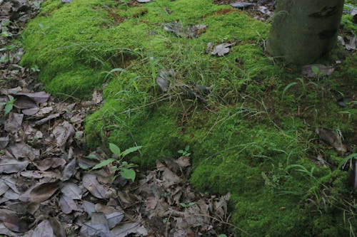 Бесплатное стоковое фото с зеленый, мох