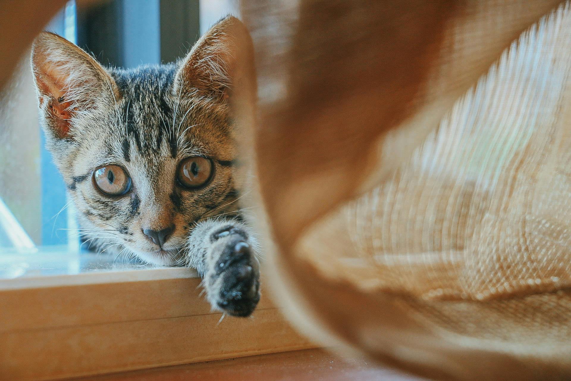 brown tabby cat kitten