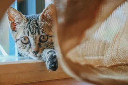 阳光明媚的窗台上，可爱的小猫透过窗帘偷看