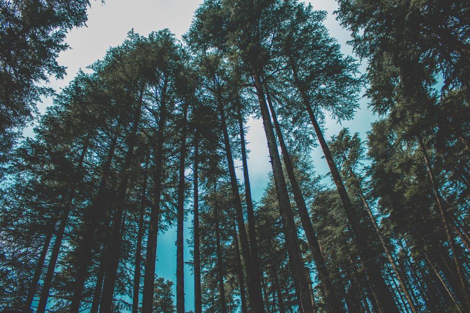 Tall evergreen trees reaching up to the sky in a serene summer forest scene.