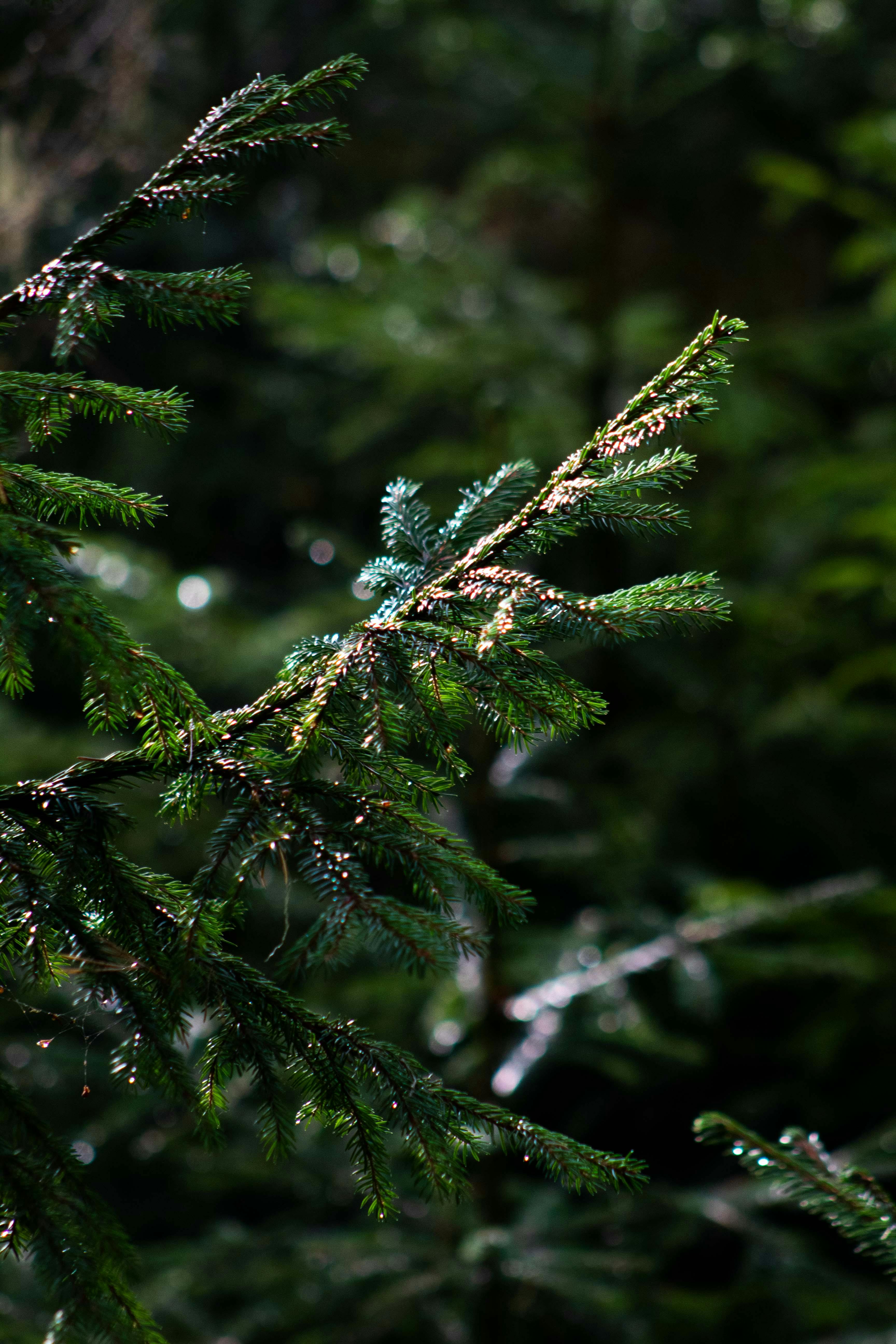 What color is poop when detoxing?