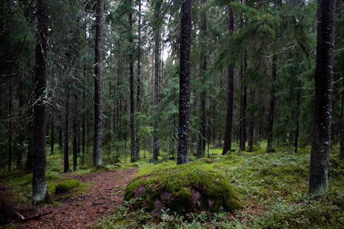 Photos gratuites de arbres, bosquet, chemin de terre