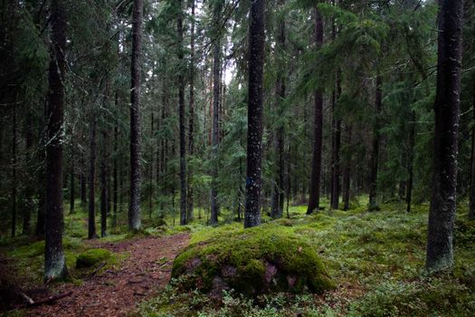 Explore a tranquil forest path surrounded by towering trees and lush green moss-covered ground.