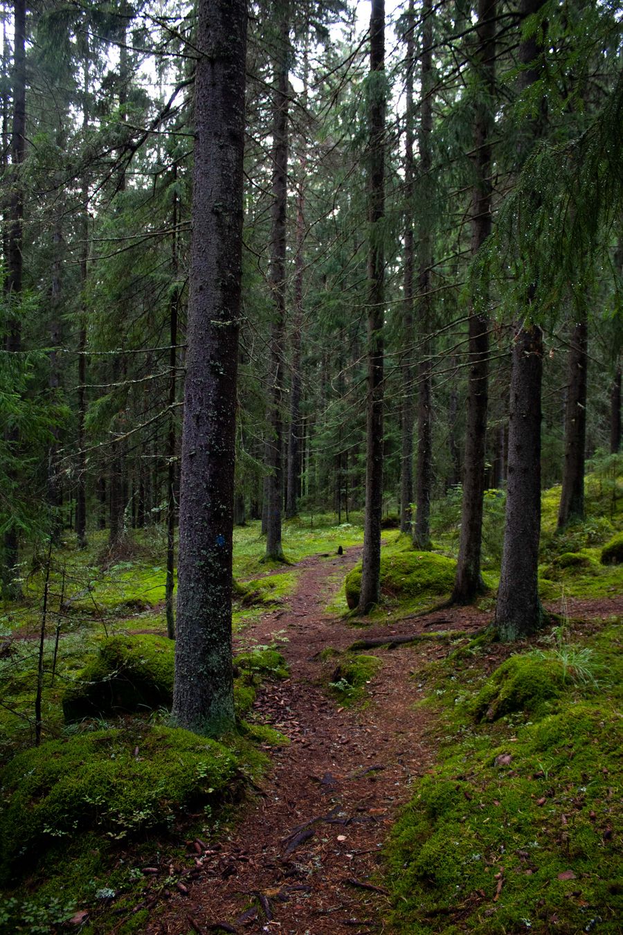 Vista panorámica de un bosque verde y frondoso