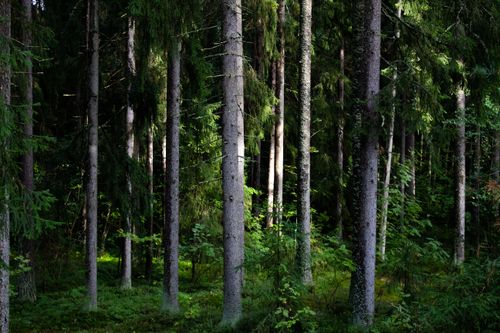 Free Tranquil pine forest with sunlight filtering through trees, creating a peaceful natural scene. Stock Photo