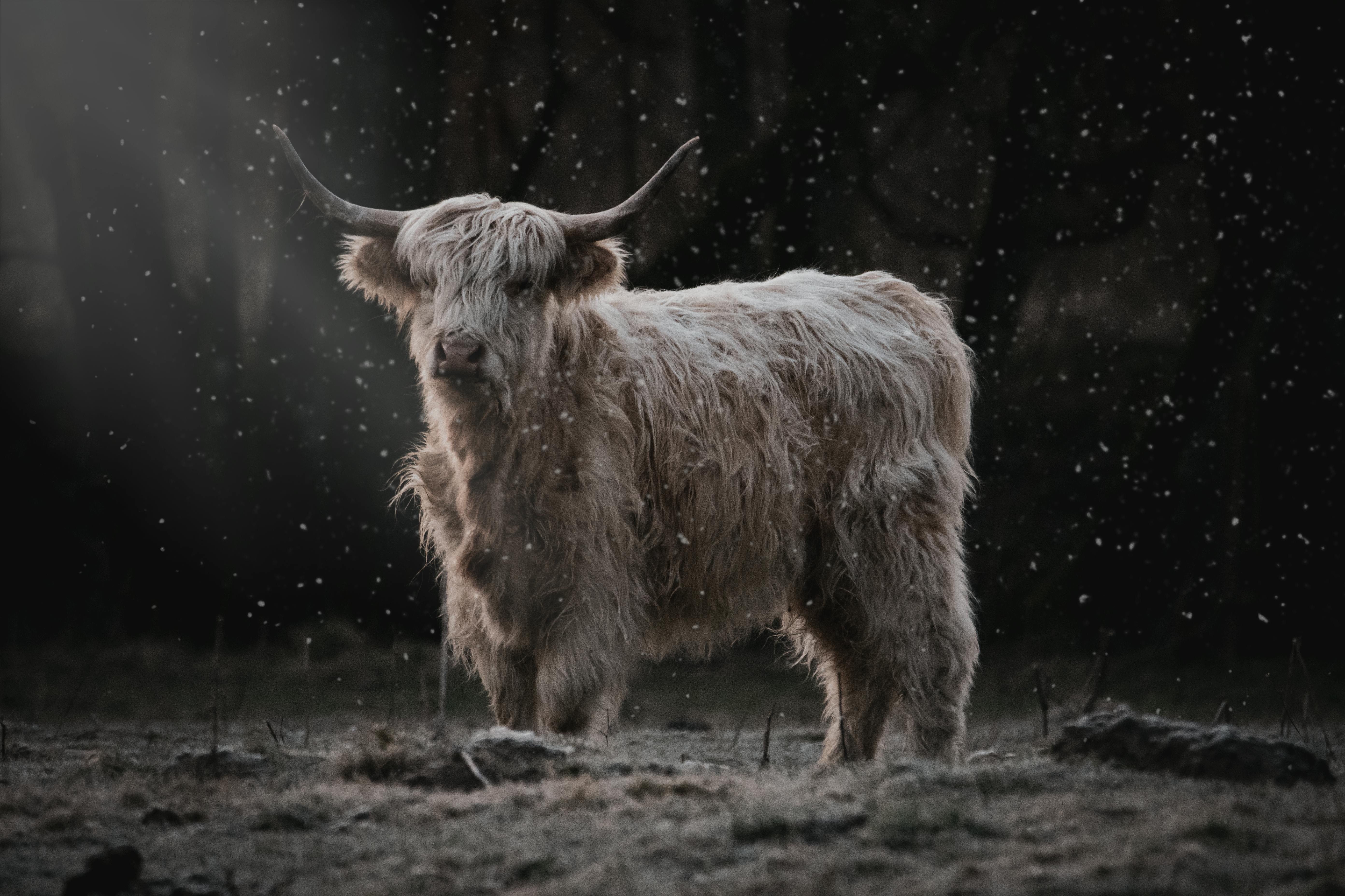 Gratuit Photos gratuites de @extérieur, agriculture, animal Photos