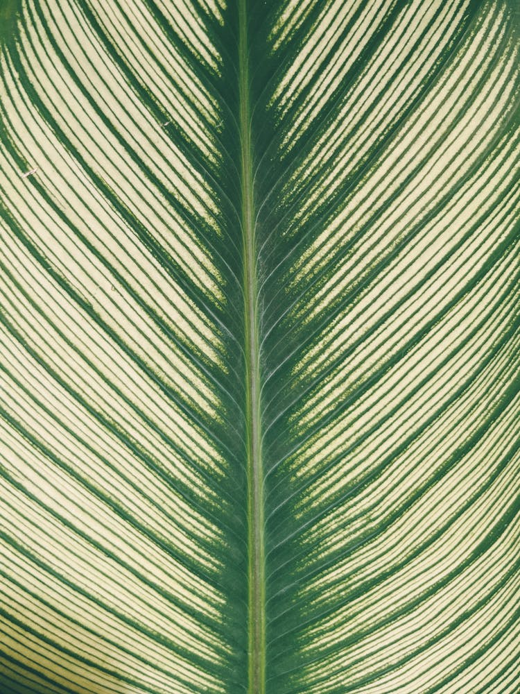 Macro Photography Of Green Leaf