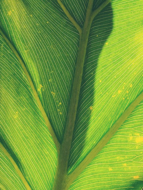 Close-Up Shot of a Green Leaf