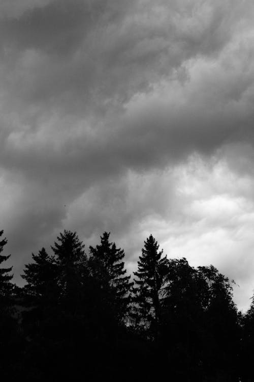 A Grayscale of Trees under a Cloudy Sky