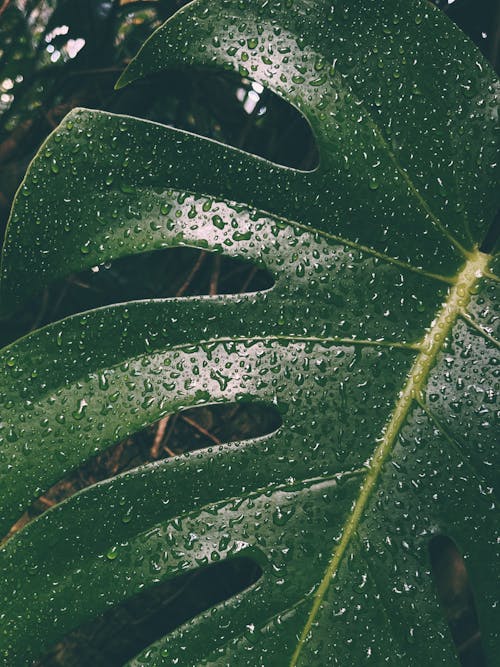 Green Leaf Plant With Water Droplets 