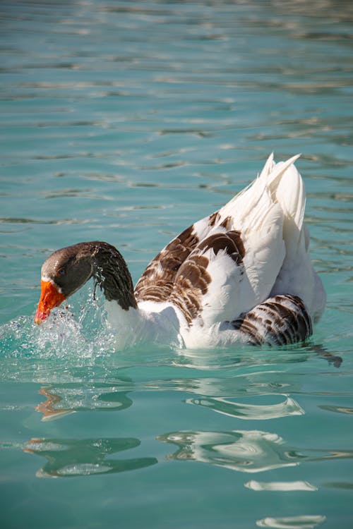 Free A Goose on the Water  Stock Photo