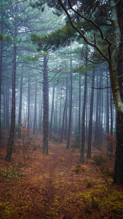 A Foggy Forest 