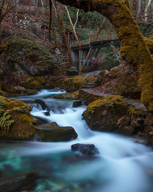 Stream in a Forest 