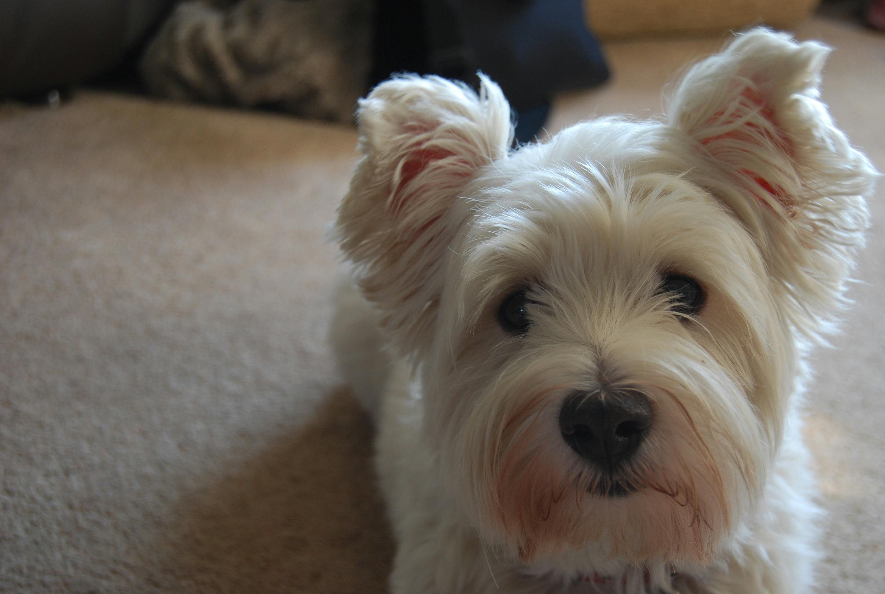 white yorkshire terrier