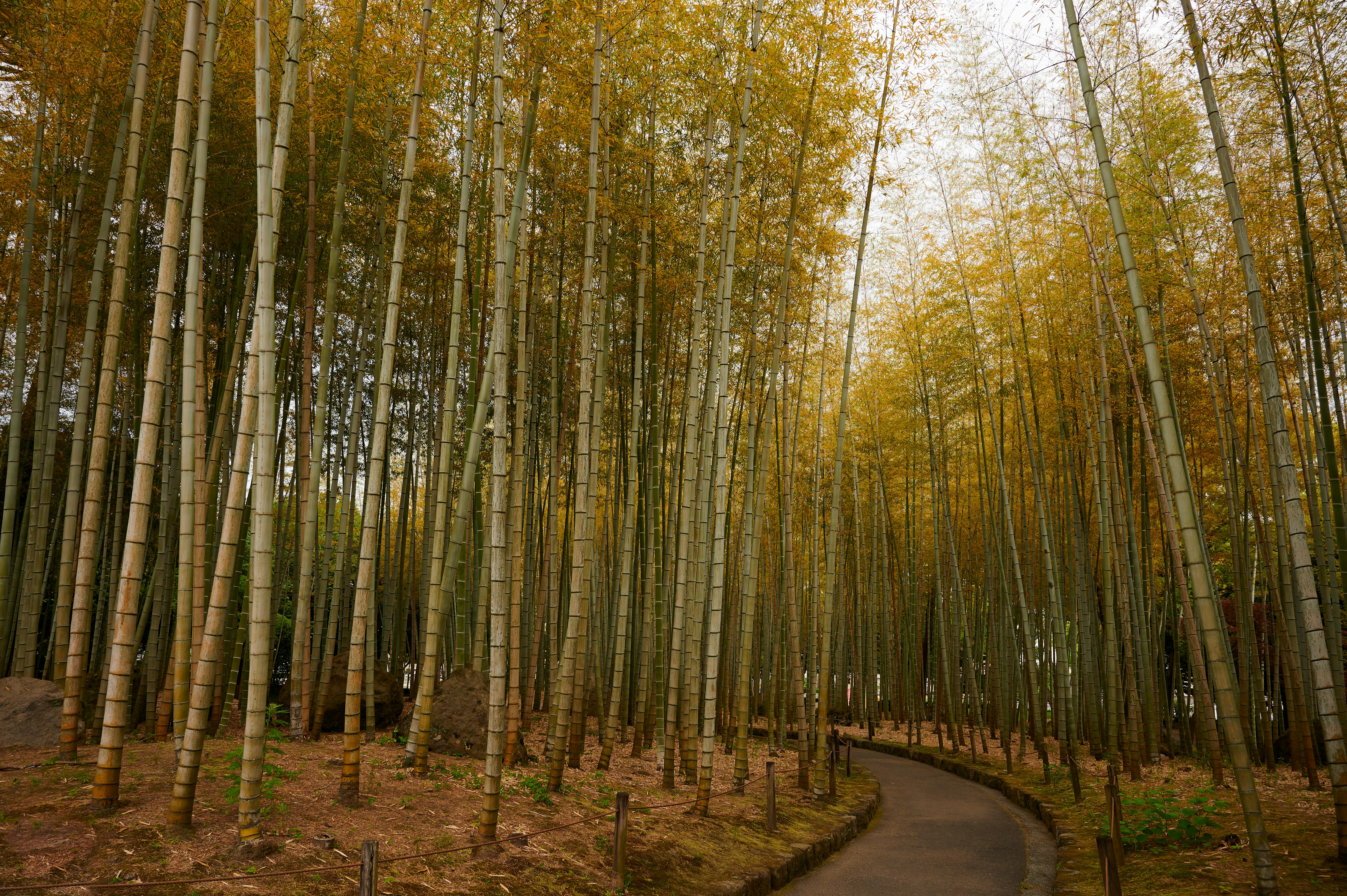 Discover the tranquil beauty of a bamboo forest pathway in Beppu, Japan during fall.