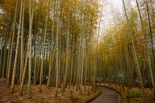 Discover the tranquil beauty of a bamboo forest pathway in Beppu, Japan during fall.