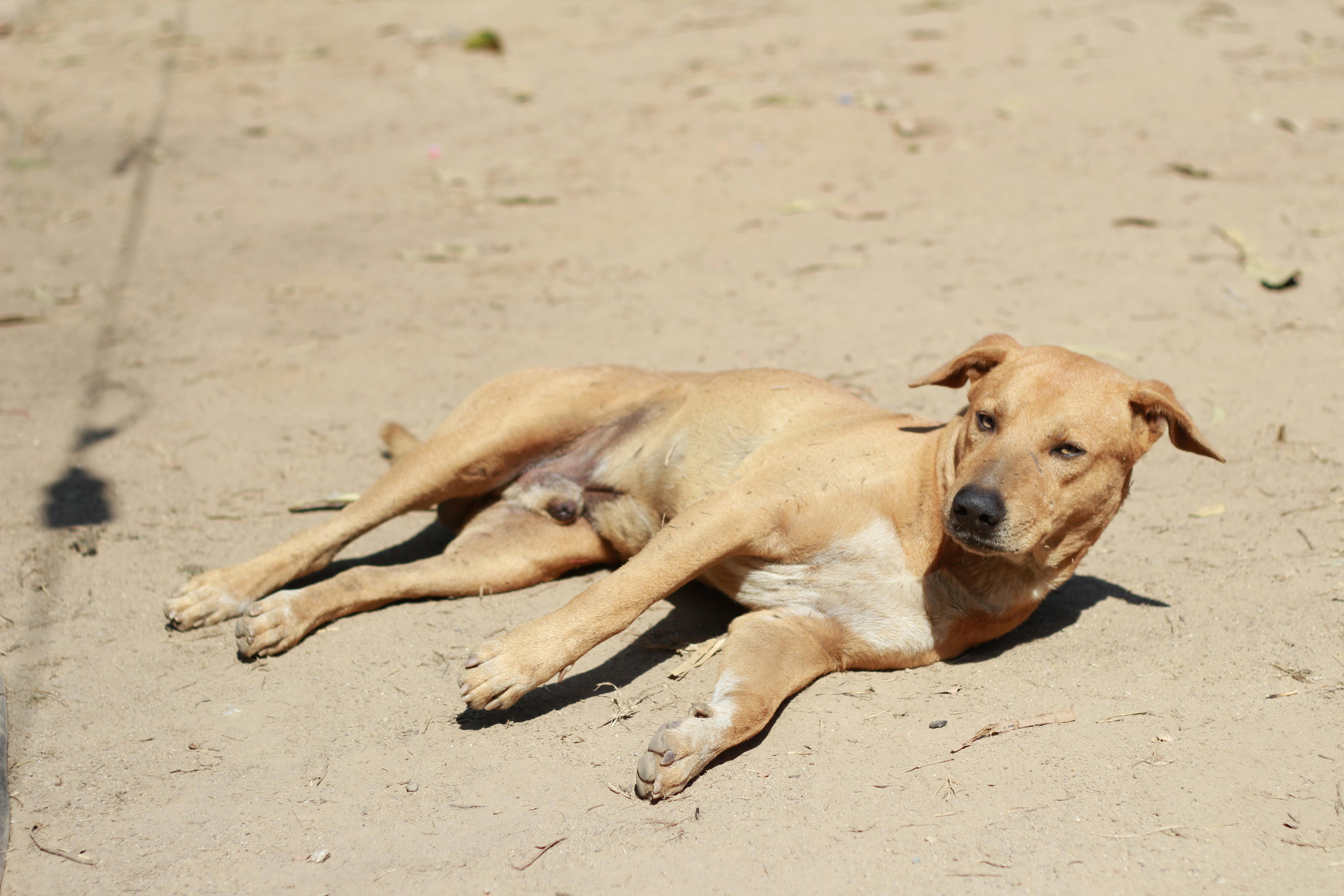 Kostenloses Foto zum Thema hund