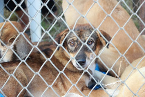 Free Tan Dog Inside Fence Berlapis Pendek Stock Photo