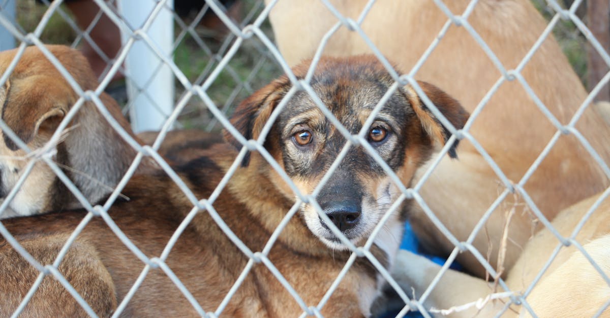 Short-coated Tan Dog Inside Fence