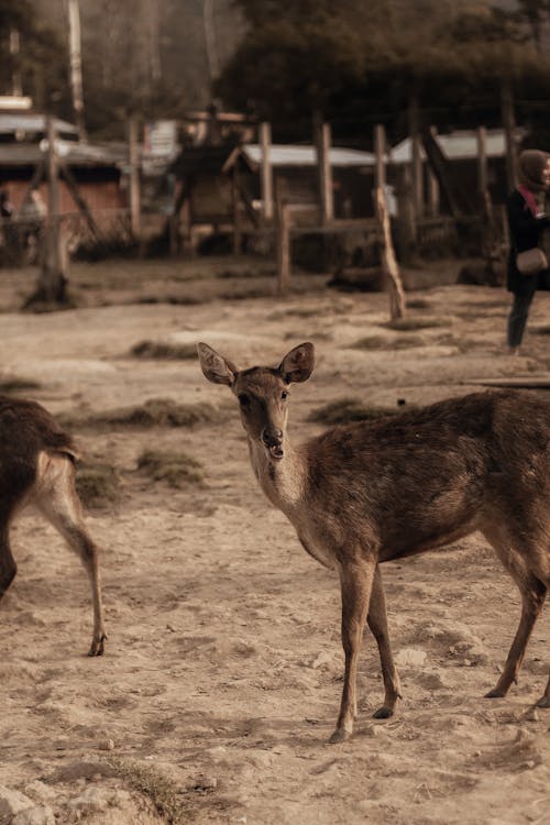 A Brown Deer on Brown Sand