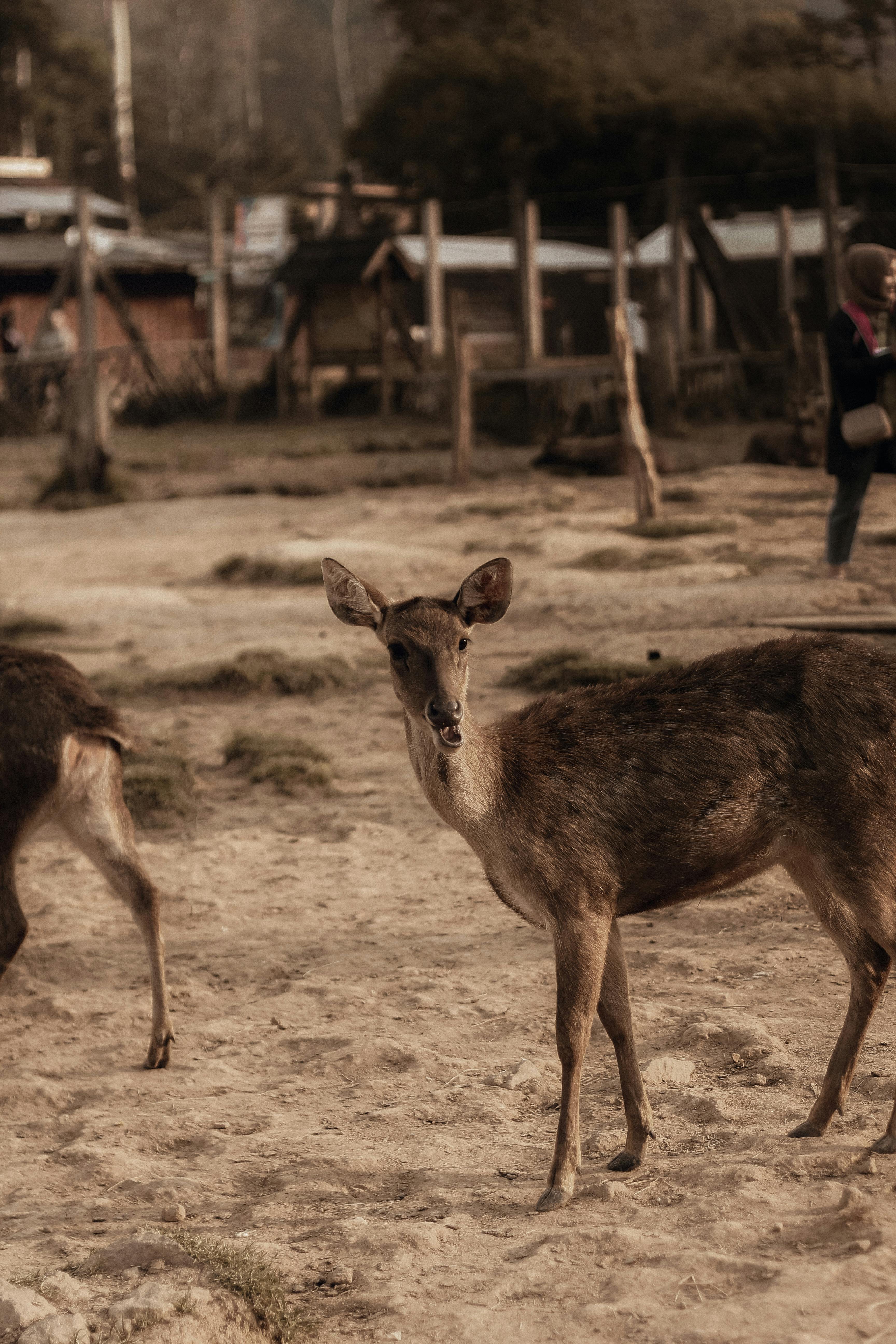 Sambar Deer Photos, Download The BEST Free Sambar Deer Stock Photos & HD Images Sambar Deer Photos, Download The BEST Free Sambar Deer Stock Photos & HD Images