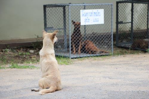 Free Hond Zittend Op Zand Stock Photo