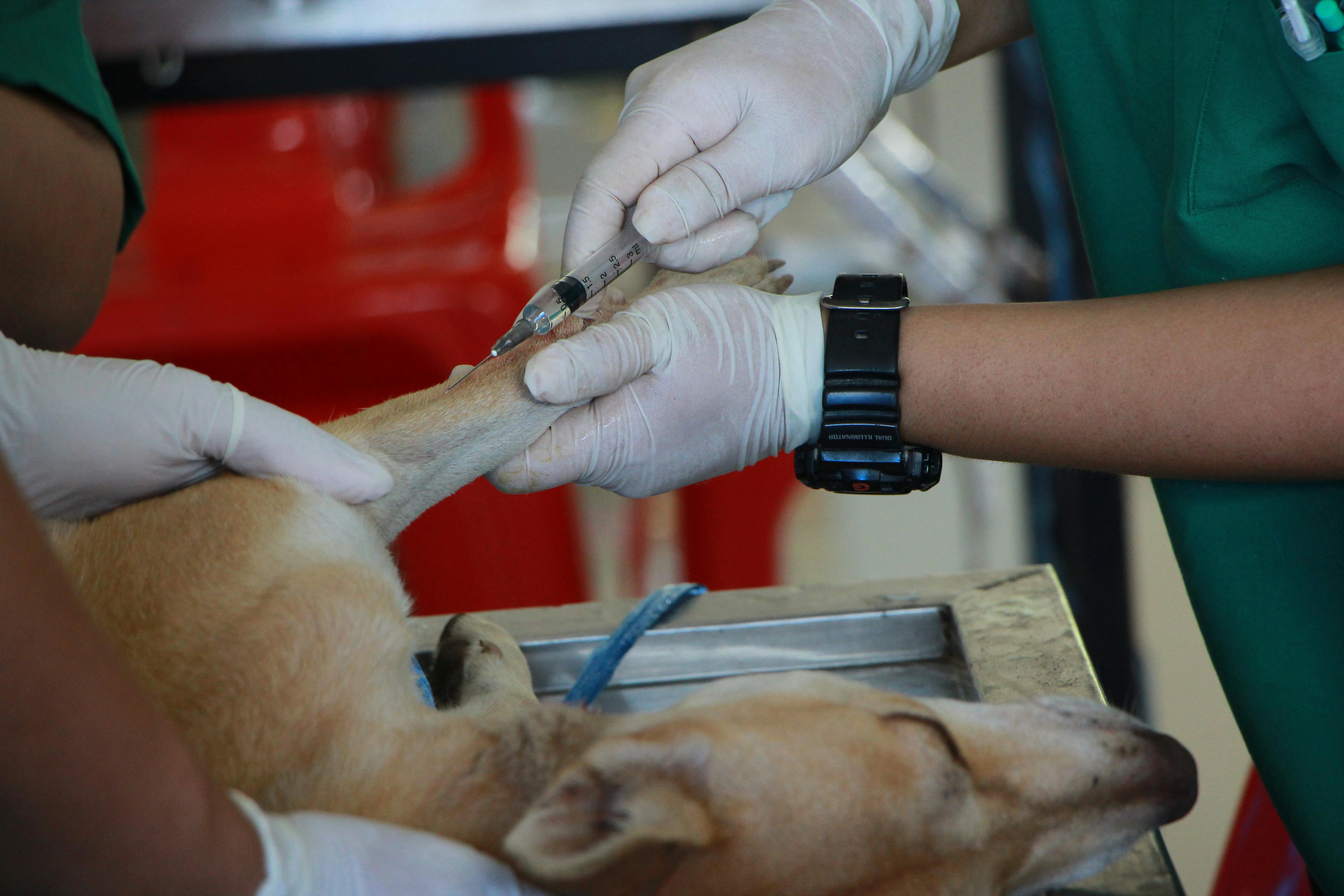 Vet Vaccinating Adult Tan Pit Bull Terrier