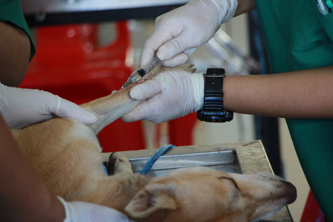 Free Vet Vaccinating Adult Tan Pit Bull Terrier Stock Photo