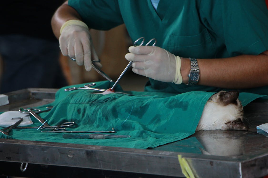 What is the most common veterinary surgery