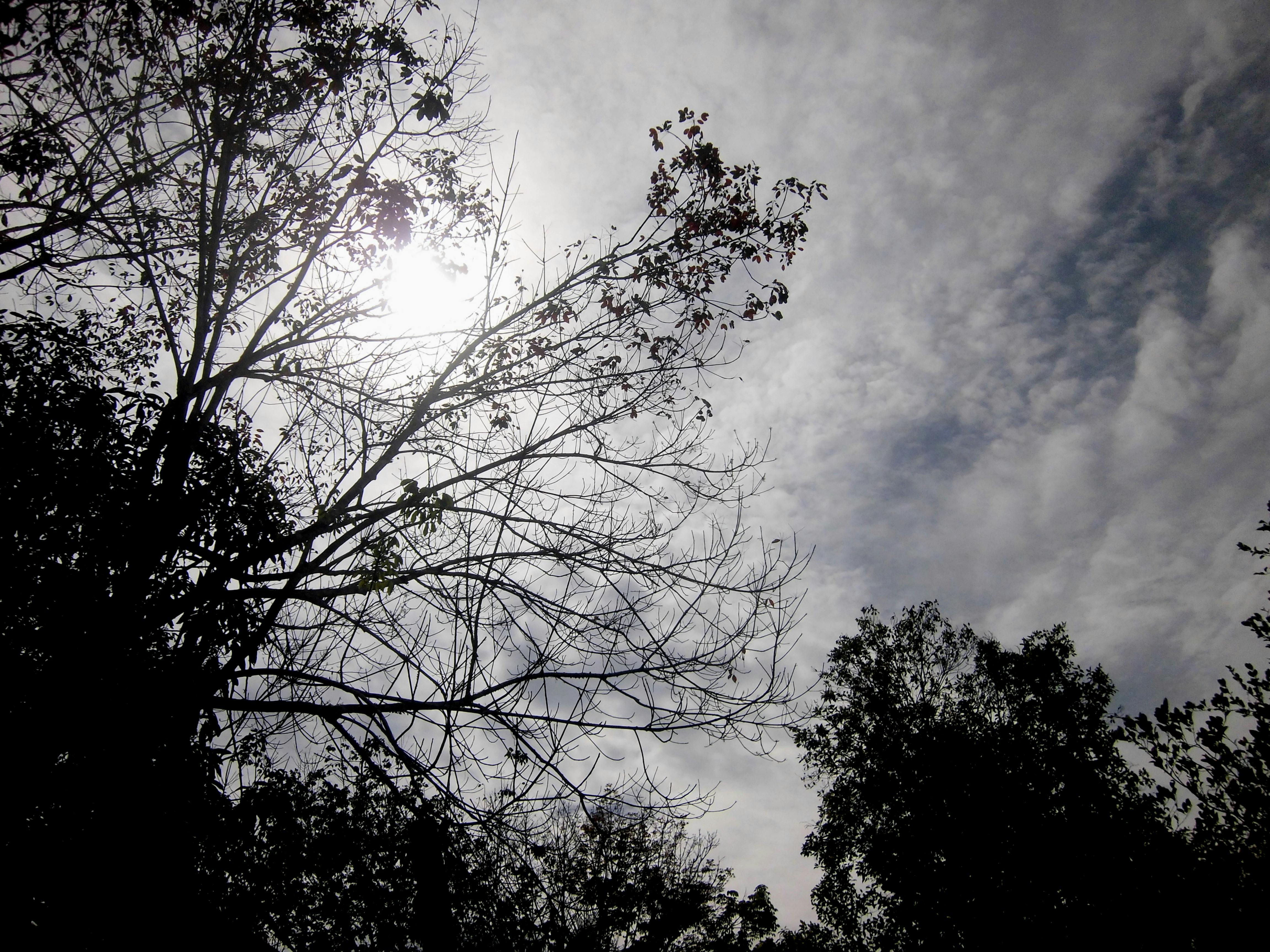 Foto Stok Gratis Tentang Awan Daun Daun Daun