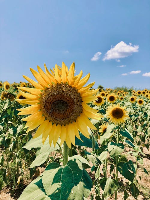 Close-Up Shot of a Blooming Sunflower under the Blue Sky
